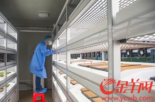 海豐縣蔬菜產(chǎn)業(yè)園 以加工物流與高端市場建設(shè)為抓手，內(nèi)外兼修推動(dòng)三產(chǎn)融合